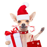 chihuahua santa claus shopping bag dog ready for christmas sale , isolated on white background