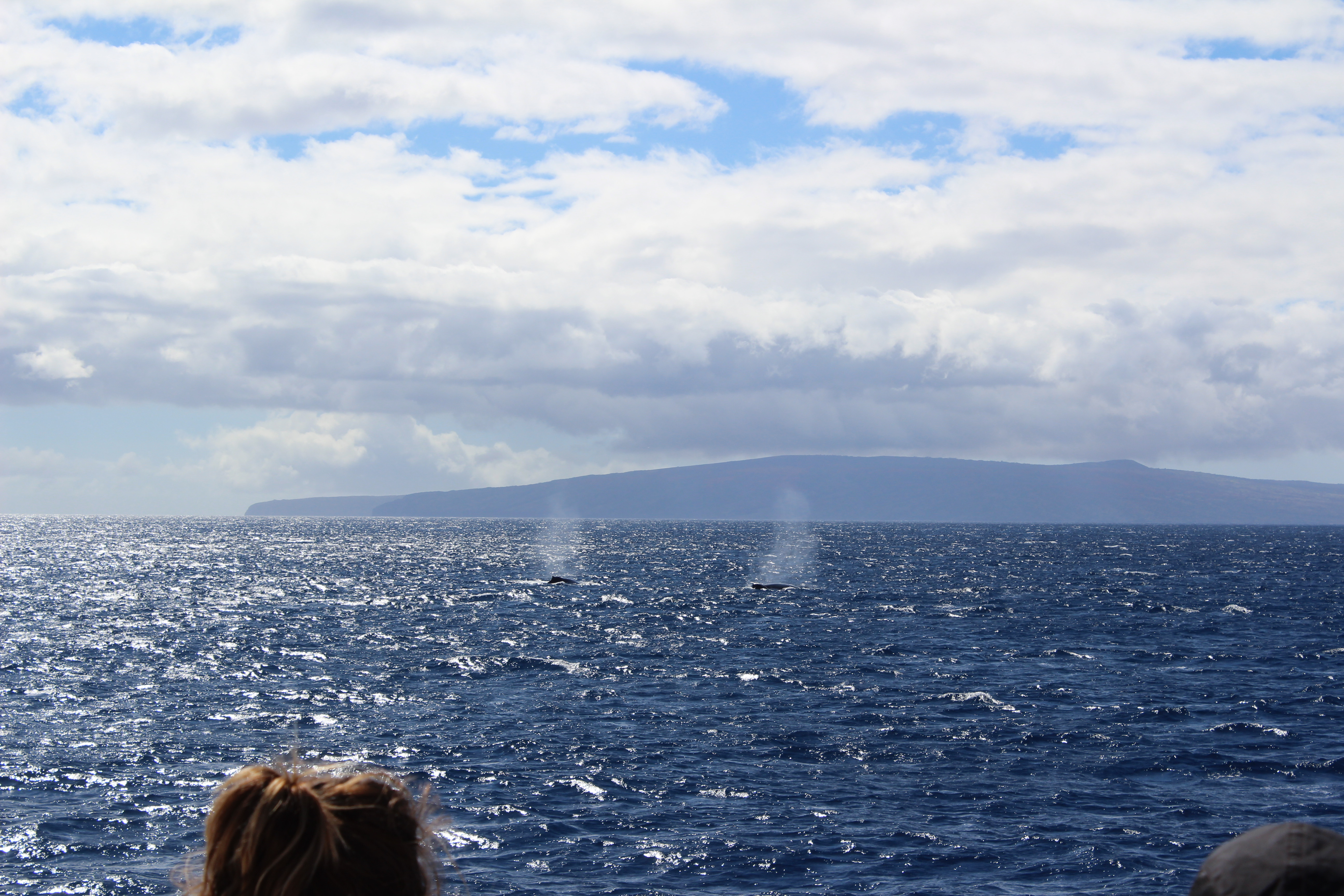 Maui Whale Watching PacWhale Foundation