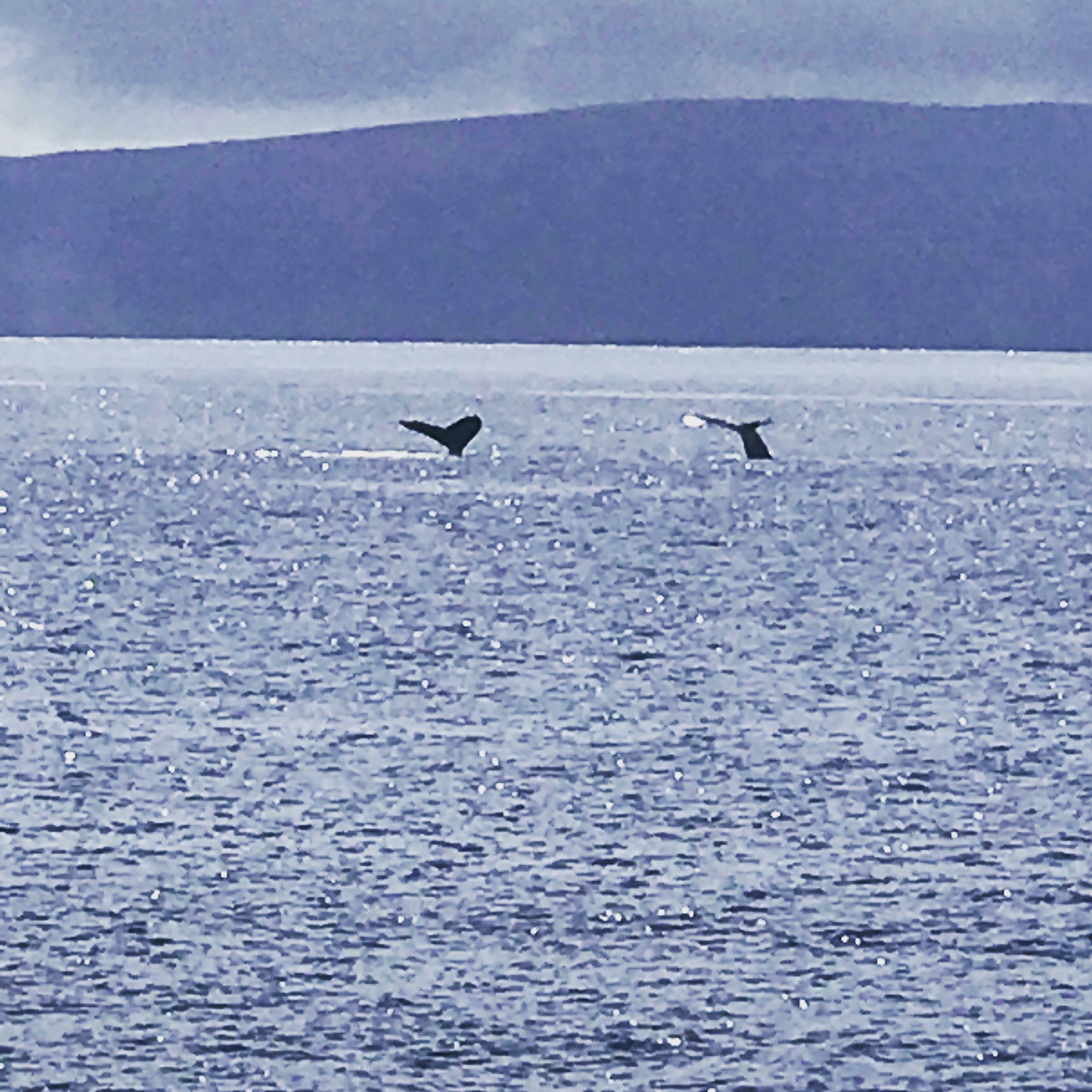 Maui Whale Watching PacWhale Foundation