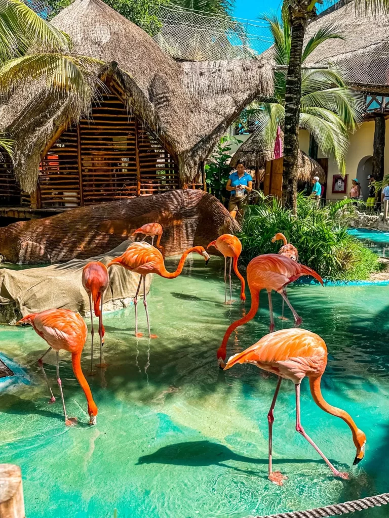 Flamingos in Costa Maya