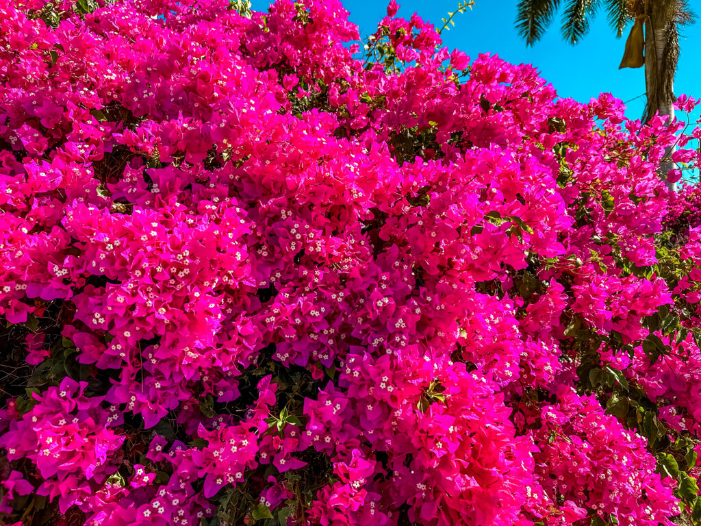 a large bush of pink flowers