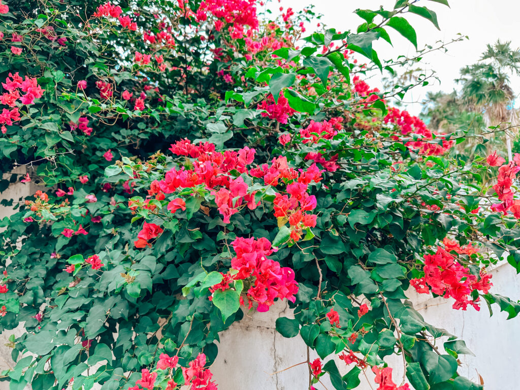 a bush of red flowers